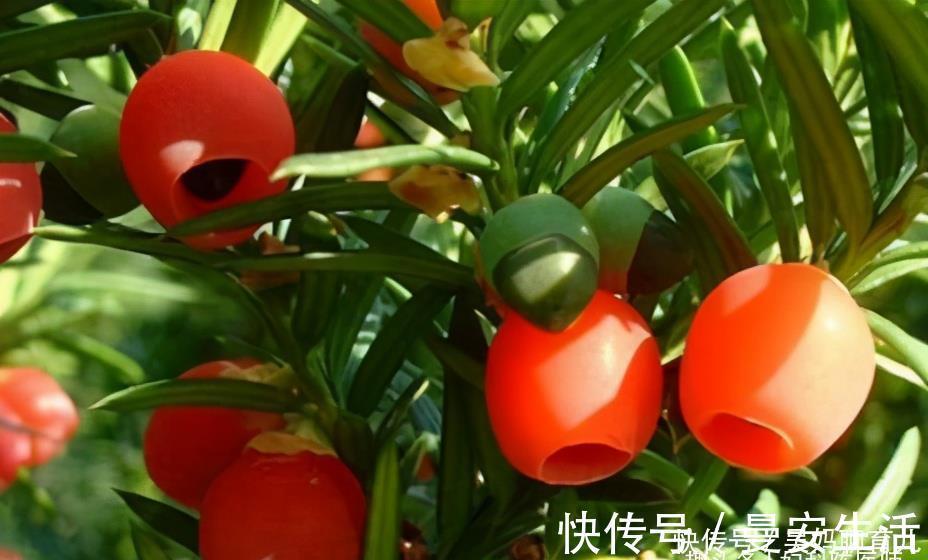 陈医师|聪明的女人,不妨多吃3种食物,润肺止咳,美容美肤,好处多多