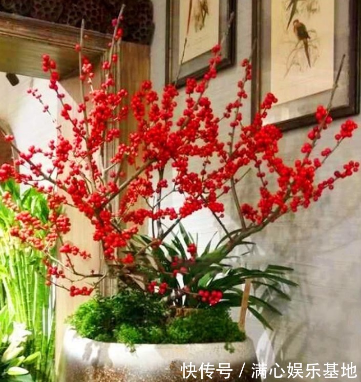 招财花|4种“旺运、招财花”,日子红红火火,从年头旺到年尾,快快养!