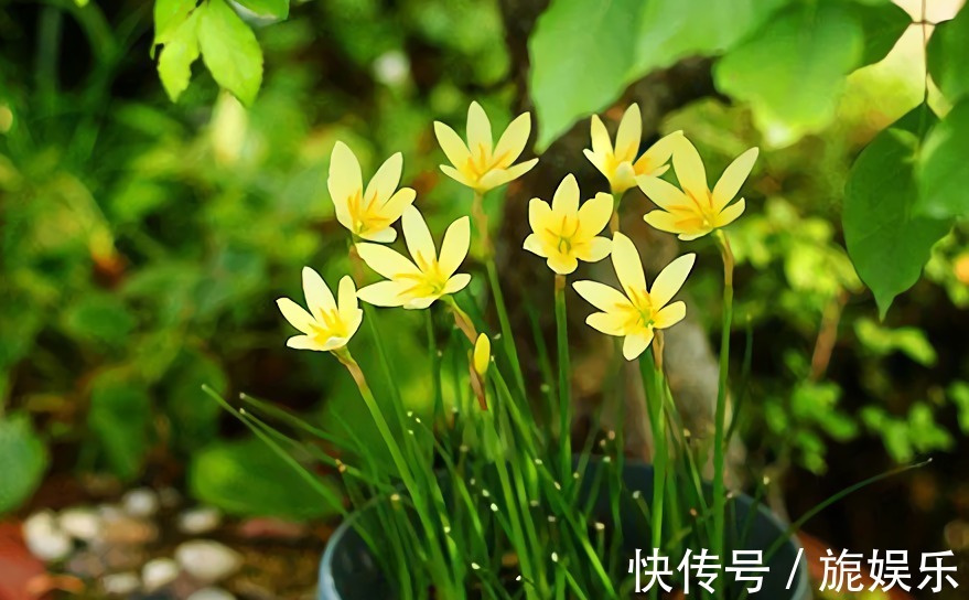 这种花似兰非兰,喜欢淋雨后开花,皮实好养易爆盆,开花多