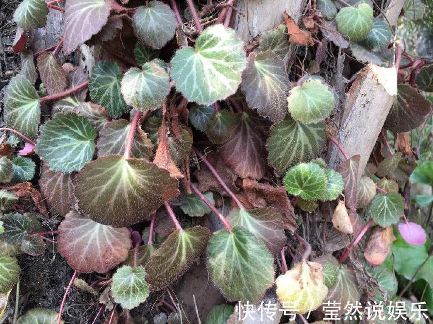 入药|阴沟里长的野草，有人挖去观赏却不知能入药，晒干后卖40元一斤