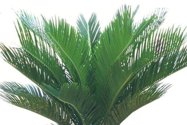 盆栽|家里养花有三种足够了,观叶、赏花、闻香全都有,谁见都喜欢!