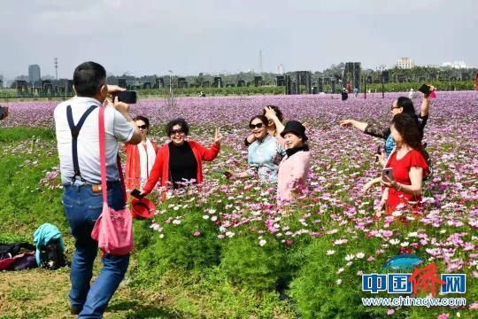 海南侨乡琼海龙寿洋花海开园 绚丽花景吸引游客“打卡”