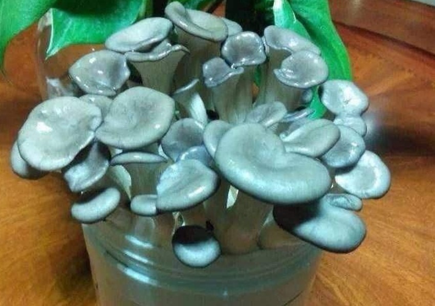 养花不如种“蘑菇”，好养又漂亮，两天采摘一次，一次能收20斤！