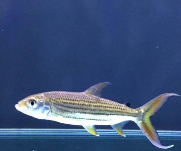 世界上最凶狠的鱼 黄金猛鱼 带你领略世界凶狠黄金鱼 快资讯