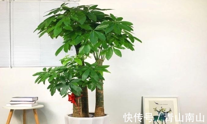 土壤|花商说好养的2种树,买回来总养不好,因为这1点你没搞明白