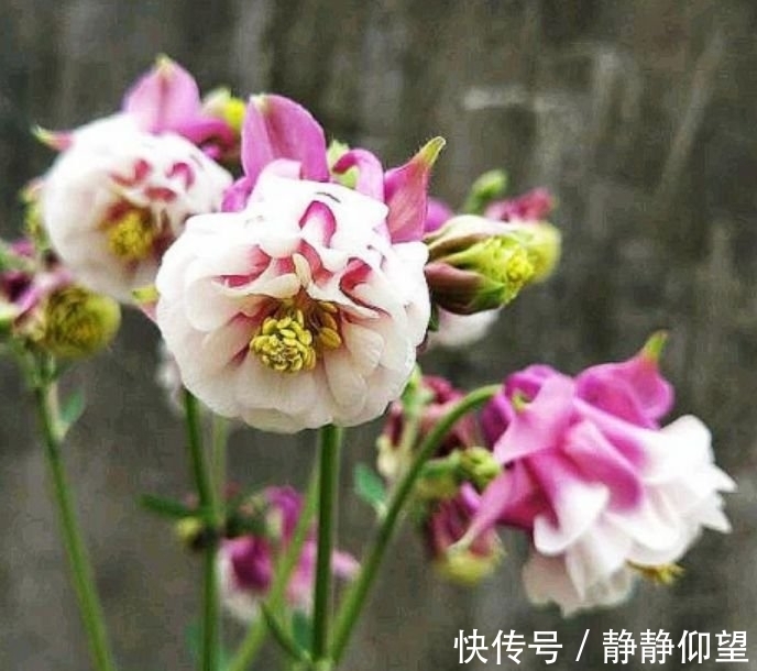 海棠花姿|4种花好养易活，旺财又养人，花朵迷人，阵阵花香，花朵大！