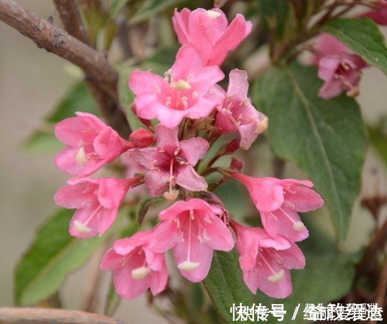 锦带花$此花种植历史悠久,形象十分的耀眼,寓意着未来前程似锦一片光明