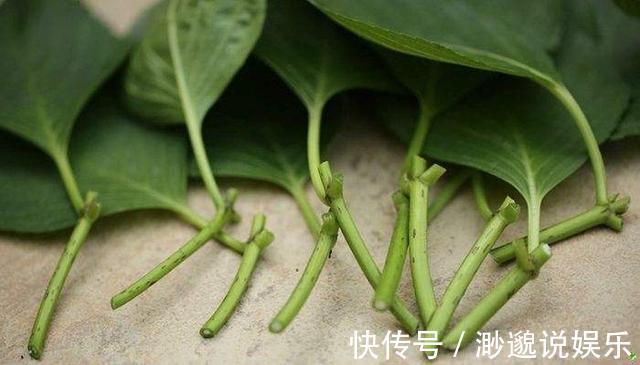 绣球|花店看中的绣球“买不起”用3cm的枝条,回家自己扦插,准活!