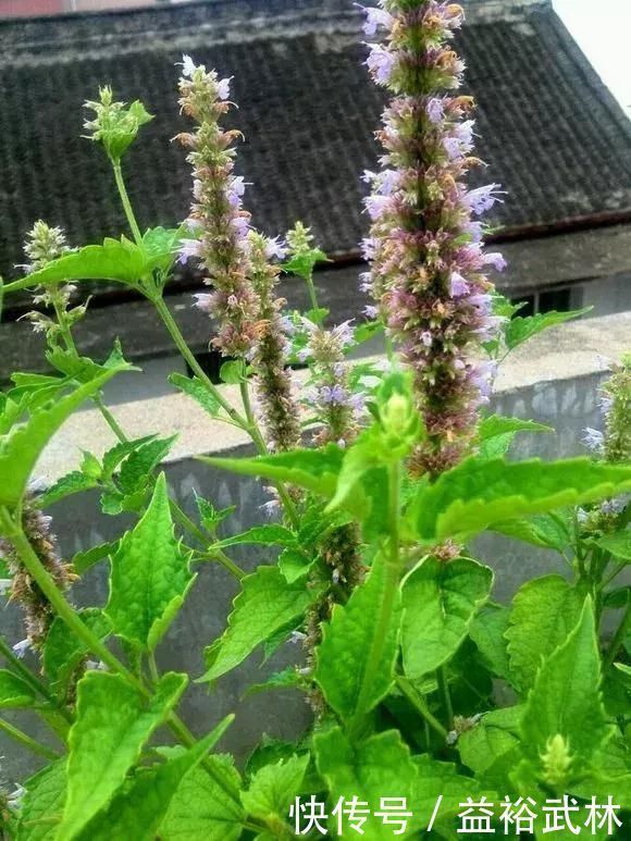 5种花蚊子“不喜欢”,好看还好养,是天然蚊香,值得多养几盆