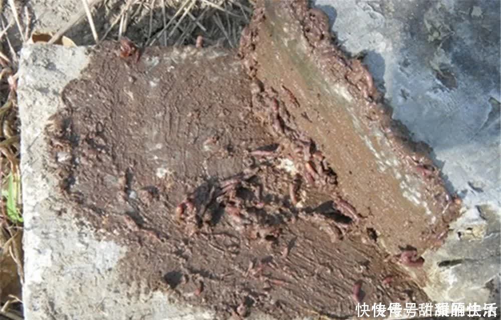 钓友|野生黄颡鱼不扎堆,试试这些打窝方法,可以聚鱼成群,提升效率