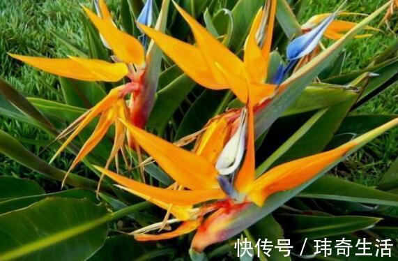 新手|这花养家里,开花特漂亮,轻松爆盆,懒人新手都能养好