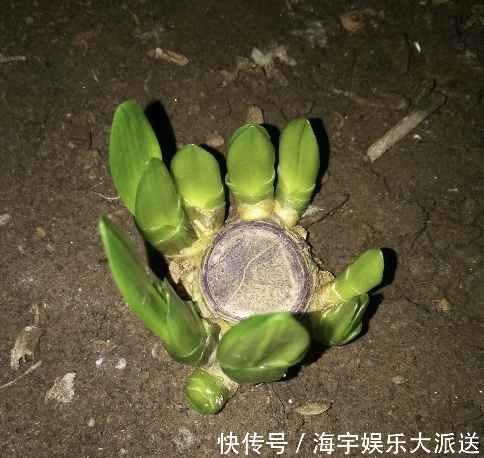 君子兰|李大姐养君子兰，开春“切一刀”，养60天，冒出9个芽，要爆盆了