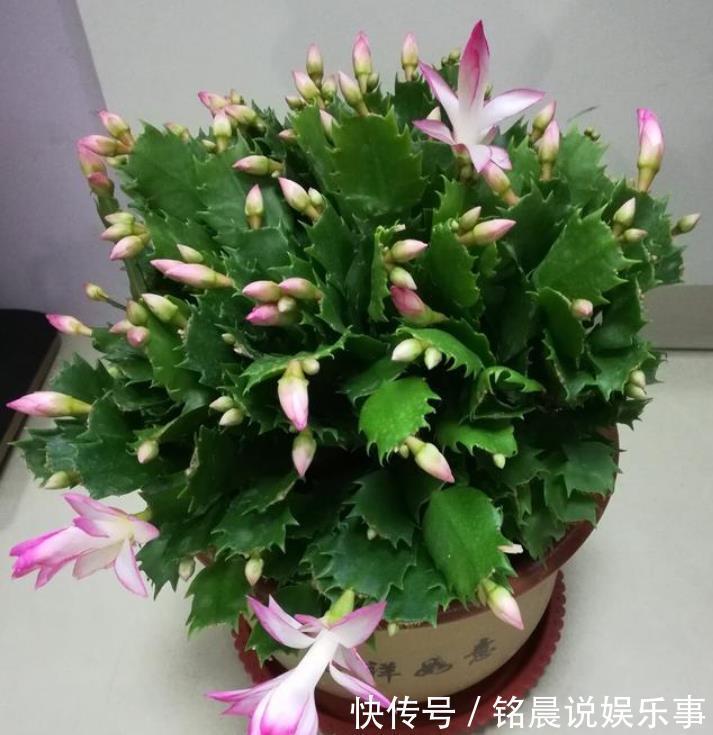 养花|4种花是花界“美人”，绚丽多姿，疯狂开花，养在阳台极美