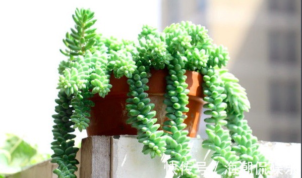 叶片|生命力强大的九种多肉植物，新手入门备的几个品种