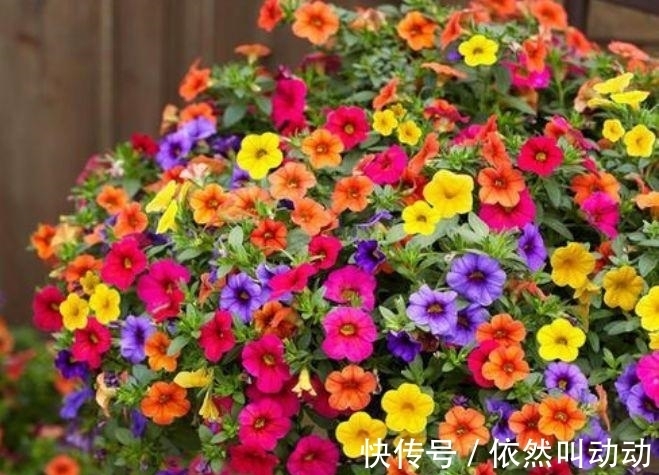 4种花养了就爆盆,好养易活开花漂亮,开花爆盆很容易