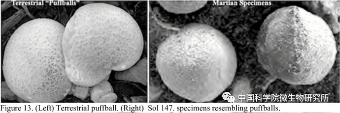 非生物 火星上存在真菌吗？