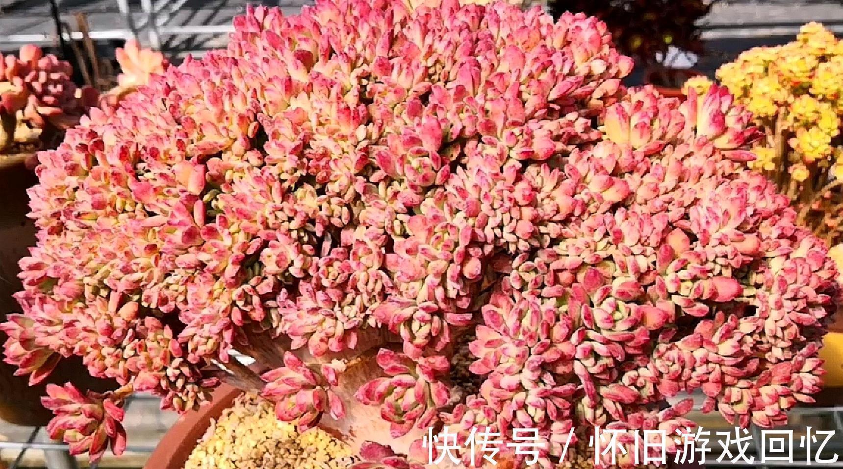 老桩|把多肉植物老桩养成艺术品,让你感受不一样的美