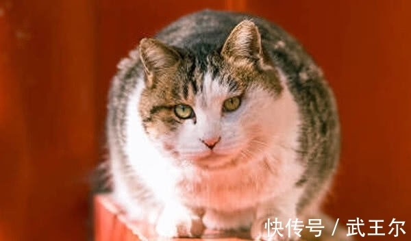 故宫|故宫200多只野猫无人驱赶？院长：它们血统高贵，有自己的粉丝团