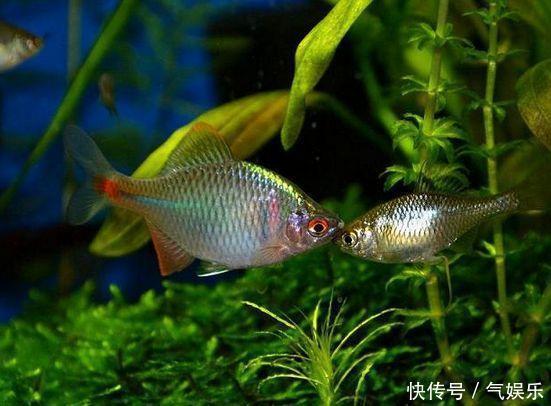 小河里常见这种漂亮小鱼，看了它的繁殖方式，不得不说它太聪明了