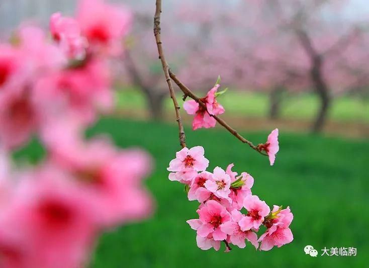 桃花|一树桃花入梦来