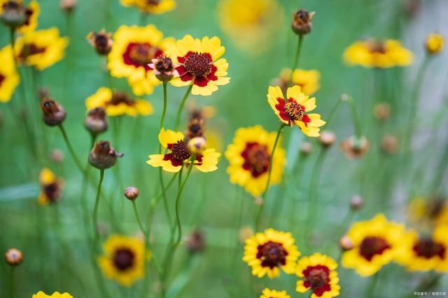 满身|野花诗词29首:无名也得争香艳，招引蝶蜂香满身