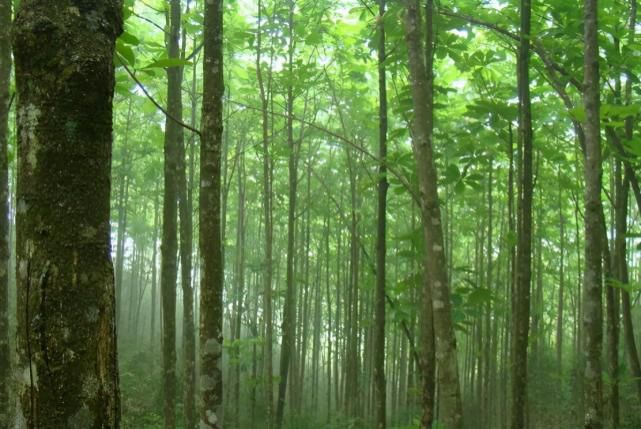 四川新晋5A景区，坐拥“世界史上活化石”，就在巴中市