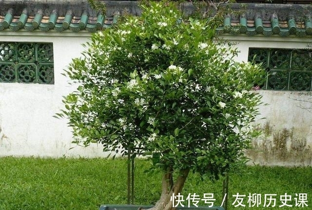 这首歌|养盆九里香，花色素雅有气质，比香水还好闻，易打理好养活