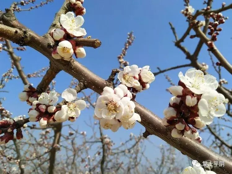 千亩杏花始盛开！来这里赴一场浪漫的春天之约，走起