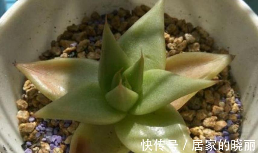 夏季|多肉乌木夏季容易化水？小心这3点，打响防护的“第一枪”