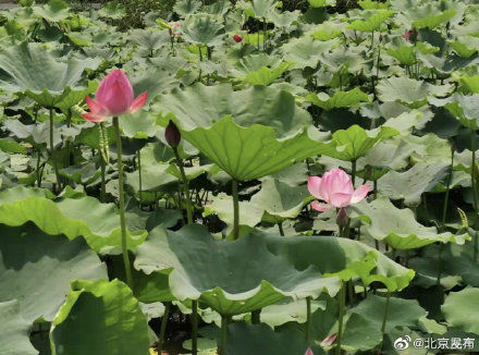 夏日|北京夏日你最想和谁一起赏荷