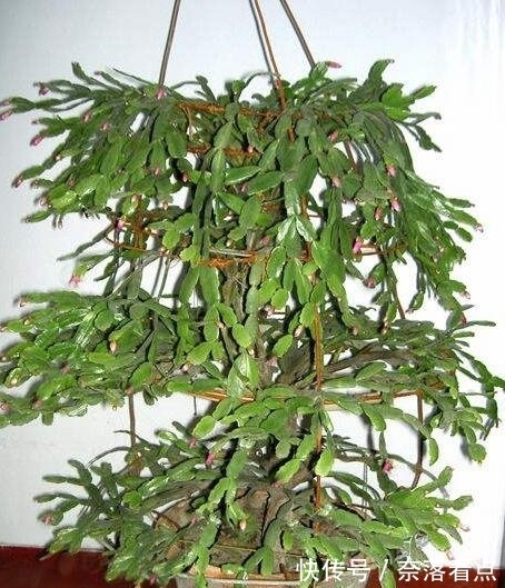 蟹爪兰嫁接，谨记“6字箴言”，嫁接失败，掌握“2法”，成功率高