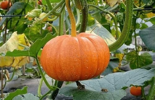 肝脏|南瓜是肝病“发物”?医生提醒:爱吃这3种蔬菜,肝功能容易受损