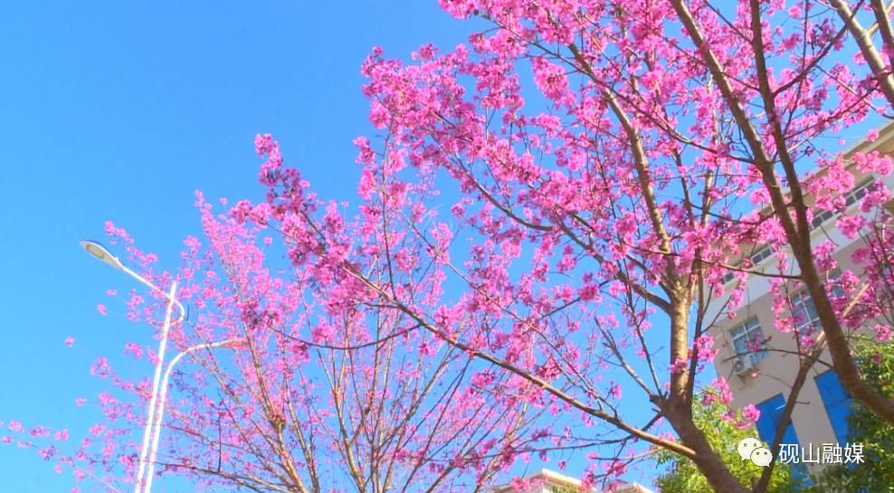 樱花|砚山冬樱花开放 又可以凑满好友圈的九宫格啦!