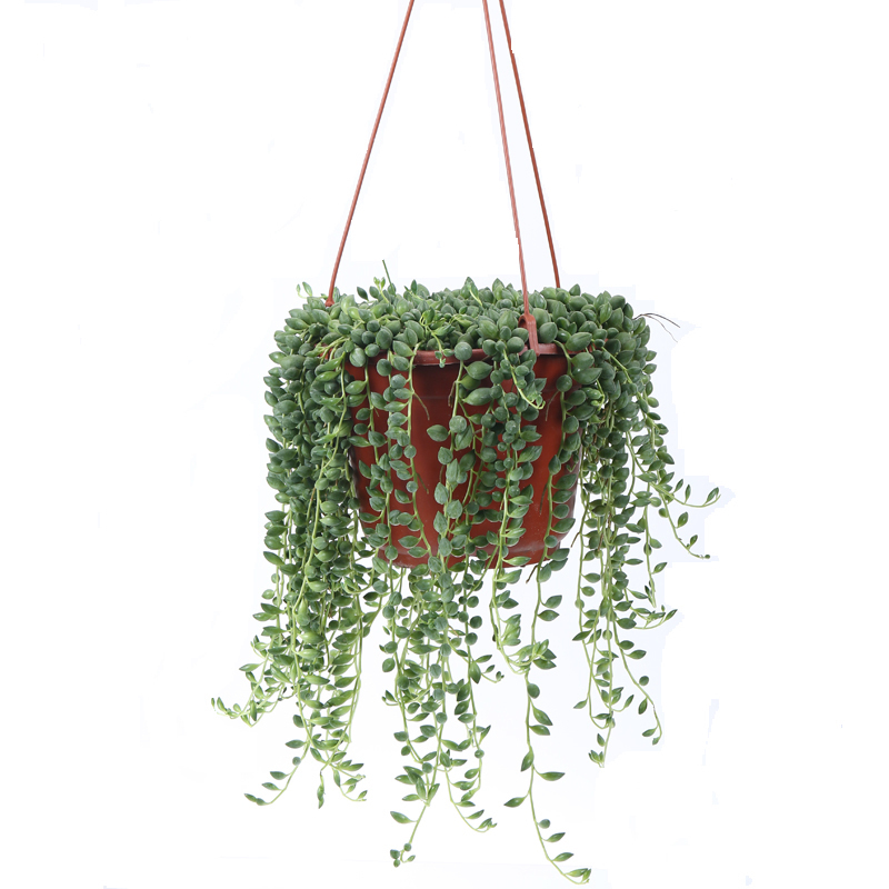 珍珠吊兰|提醒大家回老家瞅见这植物,必定多挖几株,养在卧室,健康无忧