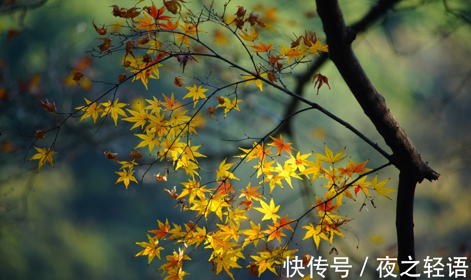 杜牧|立秋时节话唐诗,一组秋日之诗,感受杜牧充满哀愁的心境