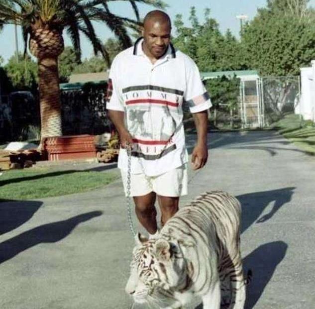 泰森|武松真能打虎泰森自传透露,曾险些被2岁老虎拍晕,后低价卖出