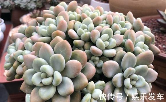 叶插|单头多肉如何变成多头，4个方法可供选择，多头的多肉真的太美了