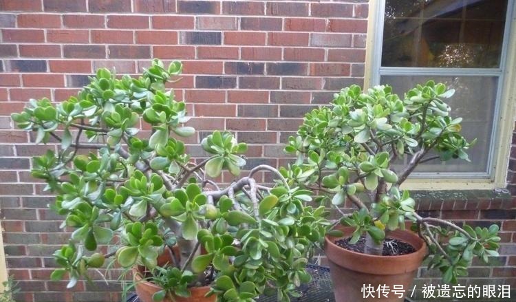 懒人|为懒人准备的6种盆栽花卉, 一两个月忘记浇水也能活得滋润!