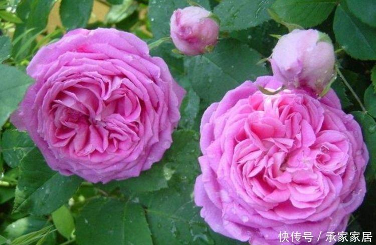 家里要养4种花，开花吉祥又喜庆，花开就爆盆，漂亮又好养！