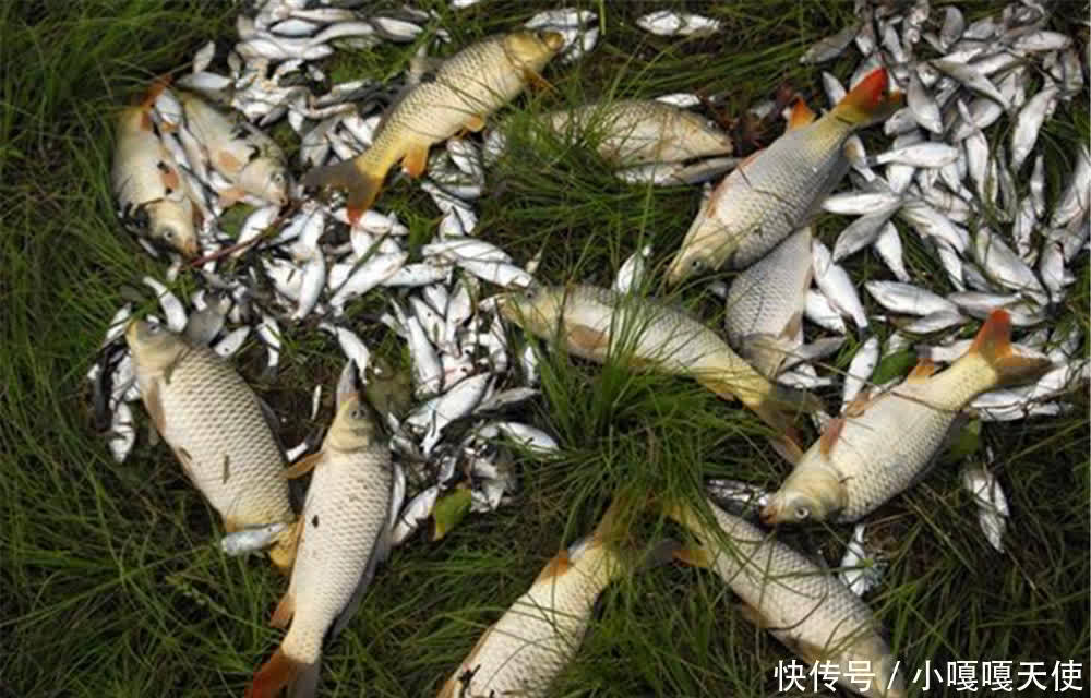 仲春开始钓水库，这些地形是鱼窝和鱼道，渔获大多这里出的