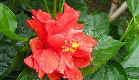 养花就养这几款,花朵小巧玲珑,层层交叠,烂漫迷人眼