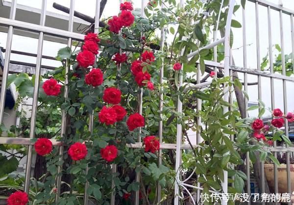 读书台|这10种红色月季漂亮喜庆，个个抗病好养，快收藏