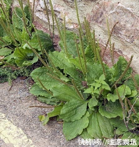 车前草|女性常吃此物，不咳嗽了，子宫越来越干净，远离妇科炎症，效果棒