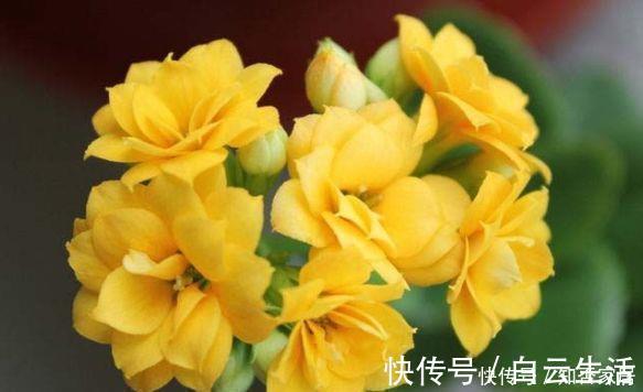 仙气十足的几款花卉，繁花似锦，花开一茬又一茬，美极了