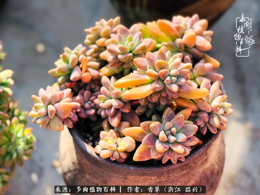 阳台上的一亩三分地，我愿与你一起，与时光媲美！