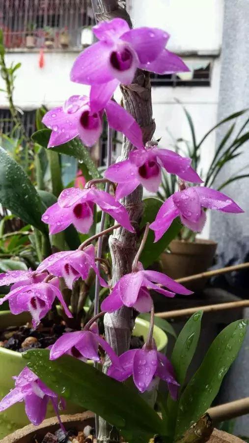 好看|还在养绿萝家里养盆“香香花”,好看好闻,清香四溢精神好!