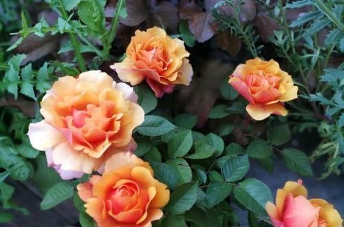 漂亮|此花,比茶花漂亮,比茉莉清香,每年花开长达200天,值得拥有