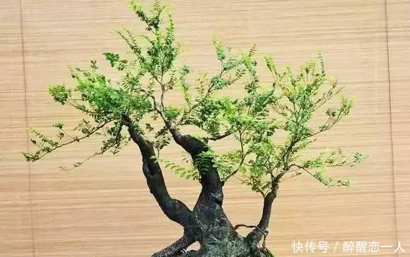 原来有钱人家都养这个花,镇宅,招财,这可是“帝王之木”!