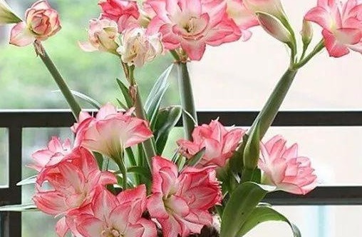 朱顶红光长叶子不开花,做好6点,轻松开爆盆!