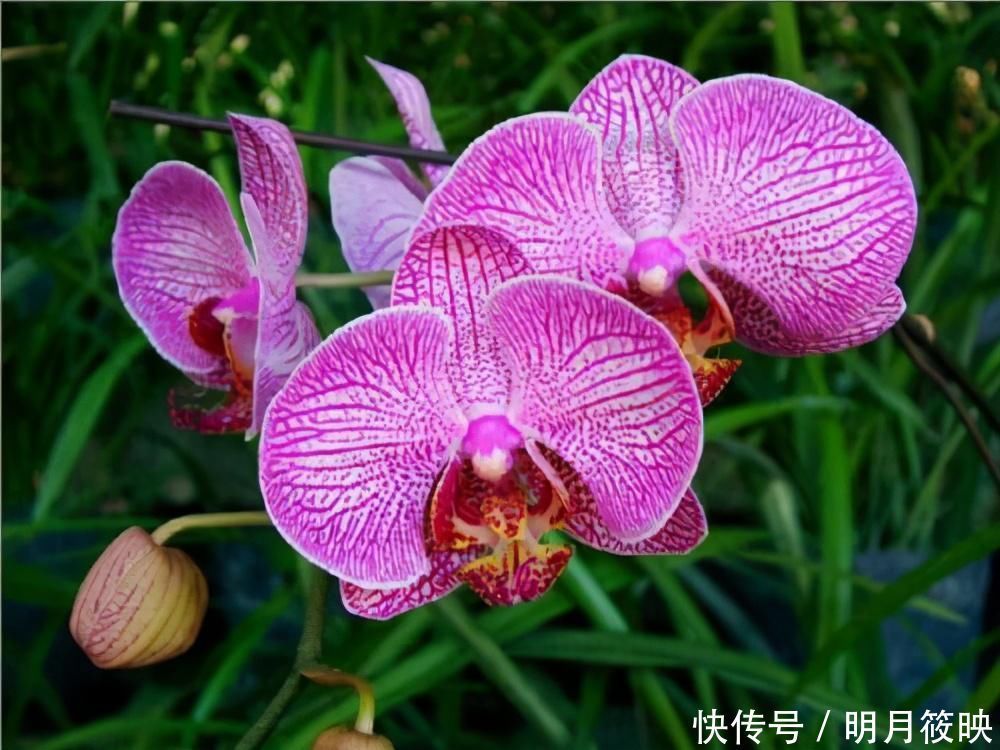 这3种花养一盆就上瘾，枝条贼好扦插，一盆能生好几盆